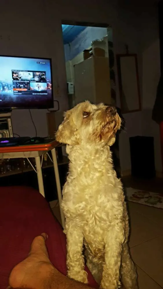 Cachorro ra a Pudo com vira lata  idade 6 ou mais anos nome bob