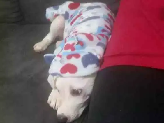 Cachorro ra a  idade 2 a 6 meses nome Giorge