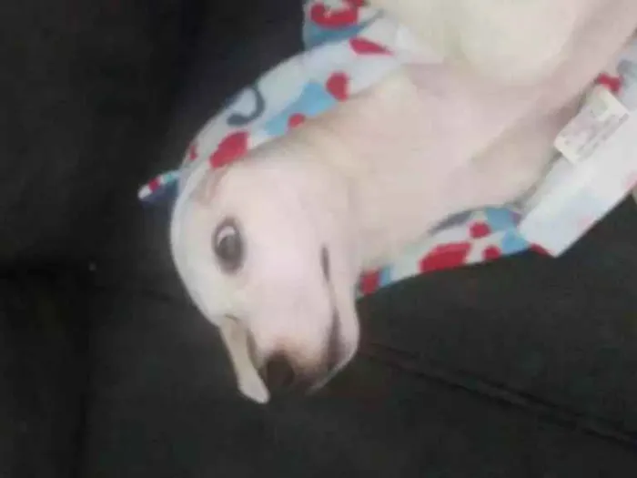 Cachorro ra a  idade 2 a 6 meses nome Giorge