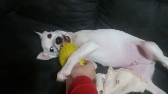 Cachorro ra a  idade 2 a 6 meses nome Giorge