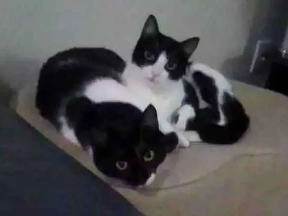 Gato ra a Virada idade 1 ano nome Juli e Brid