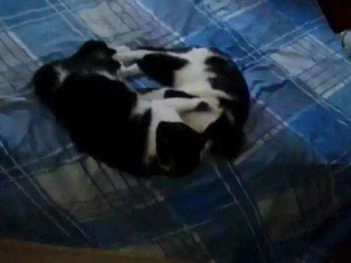 Gato ra a Virada idade 1 ano nome Juli e Brid