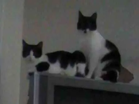 Gato ra a Virada idade 1 ano nome Juli e Brid