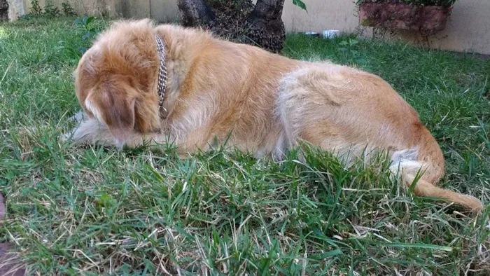 Cachorro ra a Indefinida idade 5 anos nome Jorge