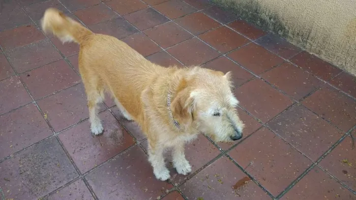 Cachorro ra a Indefinida idade 5 anos nome Jorge