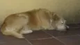 Jorge