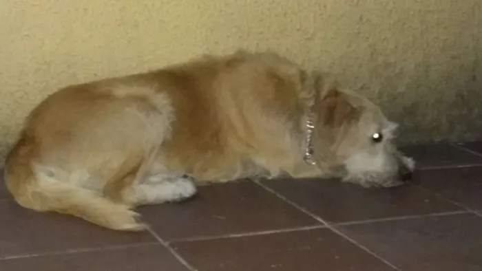 Cachorro ra a Indefinida idade 5 anos nome Jorge
