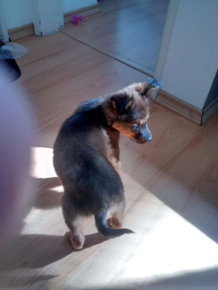 Cachorro ra a Mistiço idade 2 a 6 meses nome Penelope