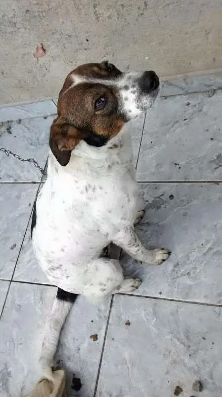 Cachorro ra a SRD idade 2 anos nome Katara