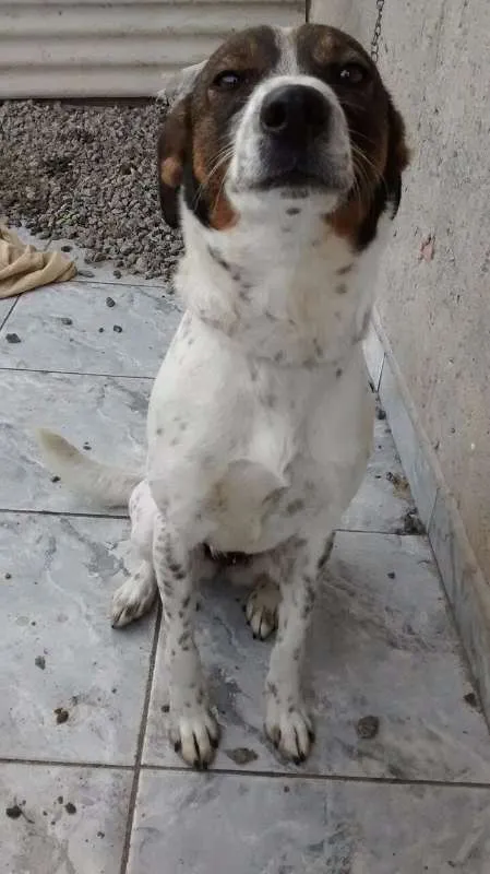 Cachorro ra a SRD idade 2 anos nome Katara