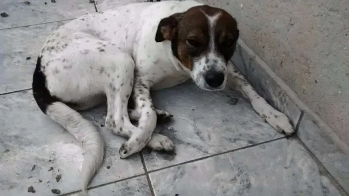 Cachorro ra a SRD idade 2 anos nome Katara