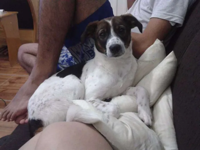 Cachorro ra a SRD idade 2 anos nome Katara