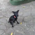 Rômulo