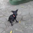 Rômulo