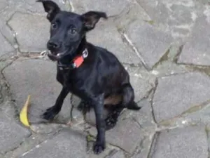 Cachorro raça genérico idade 7 a 11 meses nome Rômulo