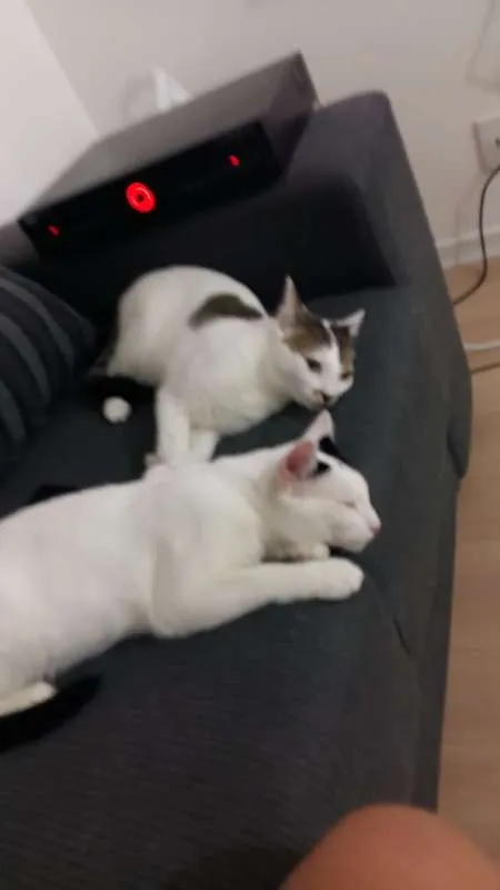 Gato ra a  idade 1 ano nome Lazaro e Ramos