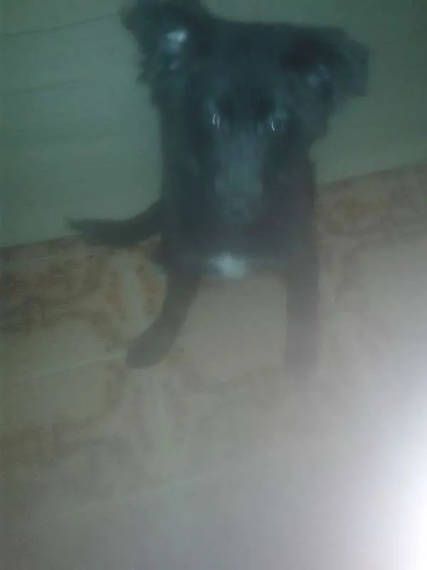 Cachorro ra a pastor alemao idade 2 a 6 meses nome Lili