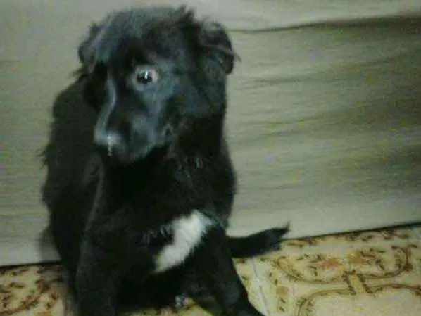 Cachorro ra a pastor alemao idade 2 a 6 meses nome Lili