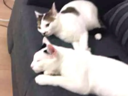 Gato ra a  idade 1 ano nome Lazaro e Ramos