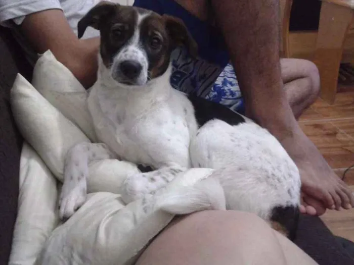 Cachorro ra a SRD idade 2 anos nome Katara