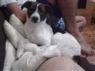 Cachorro raça SRD idade 2 anos nome Katara