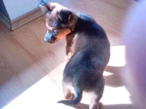 Cachorro raça Mistiço idade 2 a 6 meses nome Penelope