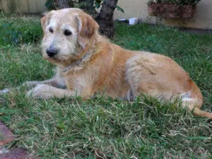 Cachorro raça Indefinida idade 5 anos nome Jorge
