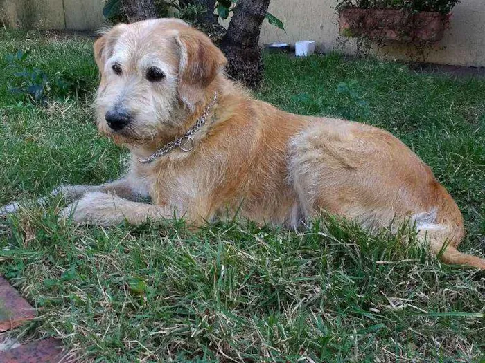 Cachorro ra a Indefinida idade 5 anos nome Jorge