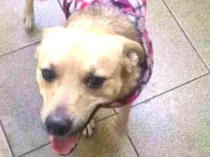 Cachorro raça SRD idade 2 anos nome Tobias provisório