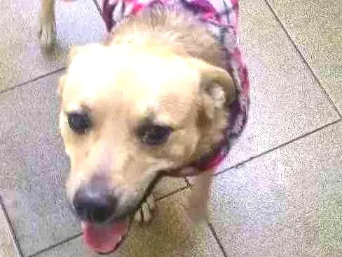 Cachorro ra a SRD idade 2 anos nome Tobias provisório