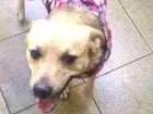 Cachorro raça SRD idade 2 anos nome Tobias provisório