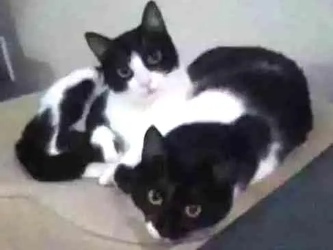 Gato ra a Virada idade 1 ano nome Juli e Brid