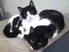 Gato raça Virada idade 1 ano nome Juli e Brid