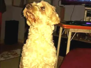 Cachorro raça Pudo com vira lata  idade 6 ou mais anos nome bob