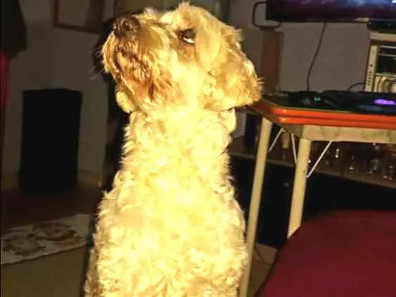 Cachorro ra a Pudo com vira lata  idade 6 ou mais anos nome bob