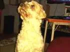 Cachorro raça Pudo com vira lata  idade 6 ou mais anos nome bob
