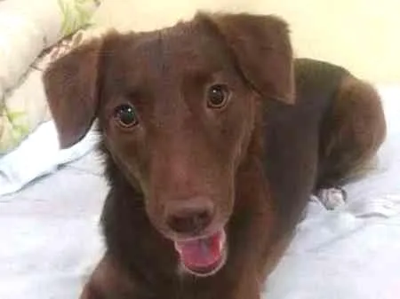 Cachorro ra a Vira-lata idade 2 anos nome Morena
