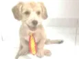 Dylan