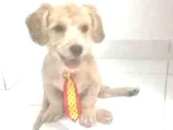 Cachorro ra a Poodle idade 2 anos nome Dylan