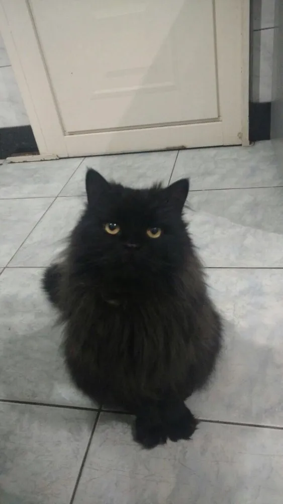 Gato raça  idade  nome P4