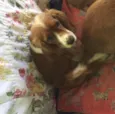 Mel