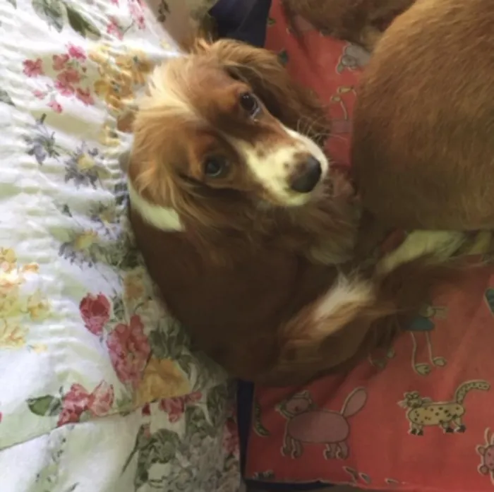 Cachorro ra a Cocker idade 1 ano nome Mel