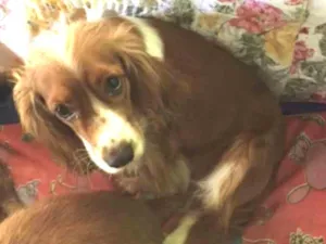 Cachorro raça Cocker idade 1 ano nome Mel