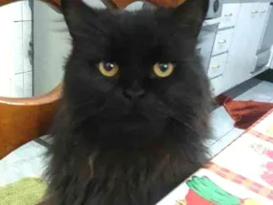 Gato raça  idade  nome P4