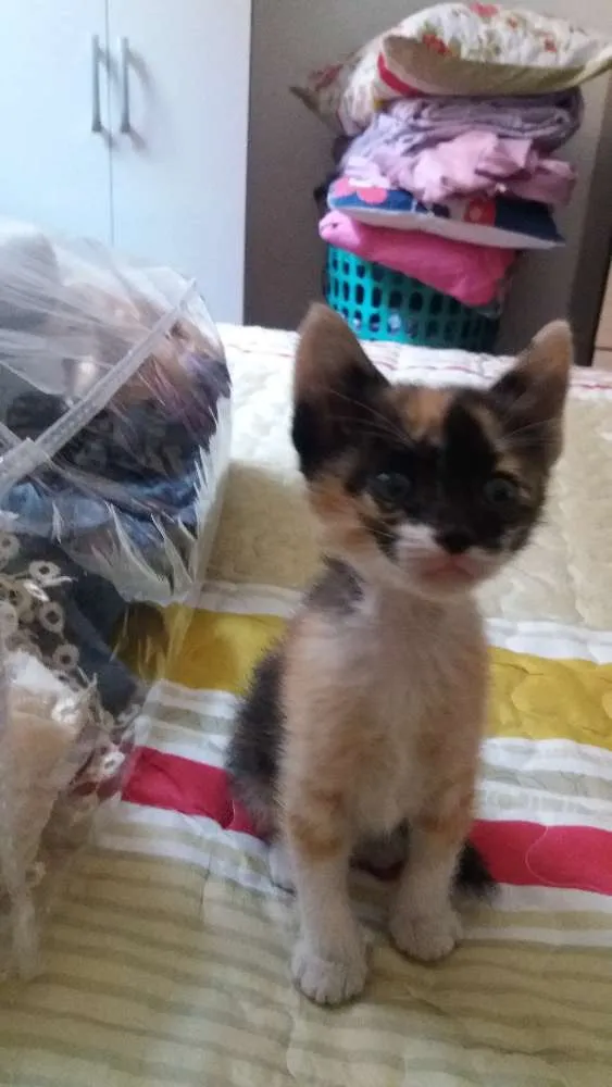 Gato raça Nao definida idade Abaixo de 2 meses nome Zuzu