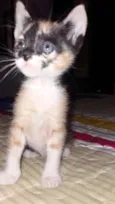 Zuzu