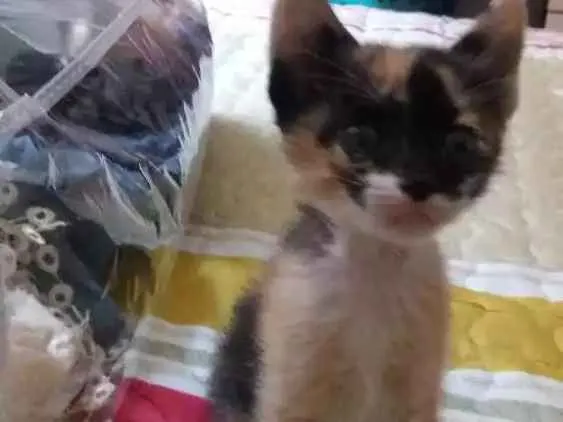 Gato raça Nao definida idade Abaixo de 2 meses nome Zuzu