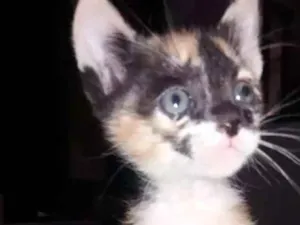 Gato raça Nao definida idade Abaixo de 2 meses nome Zuzu