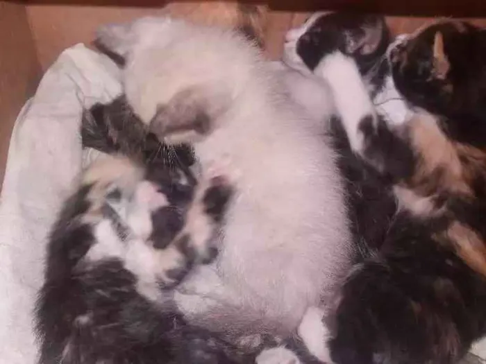 Gato raça Nao definida idade Abaixo de 2 meses nome Sem nome