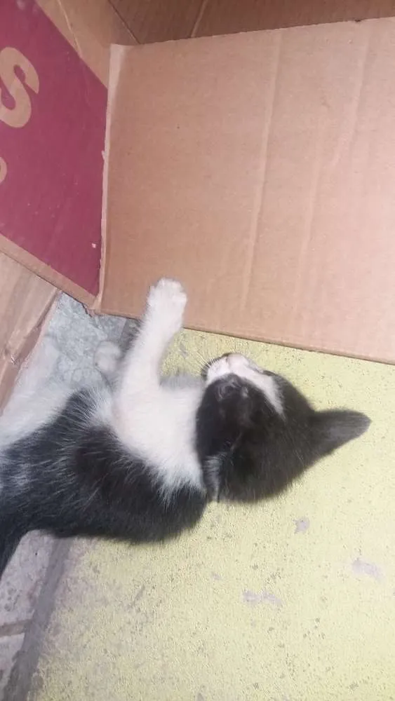 Gato raça Nao definida idade Abaixo de 2 meses nome Sem nome